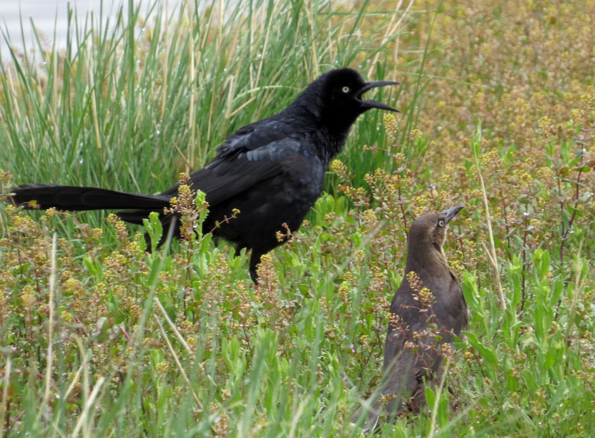 Great-tailed Grackle - ML55177471