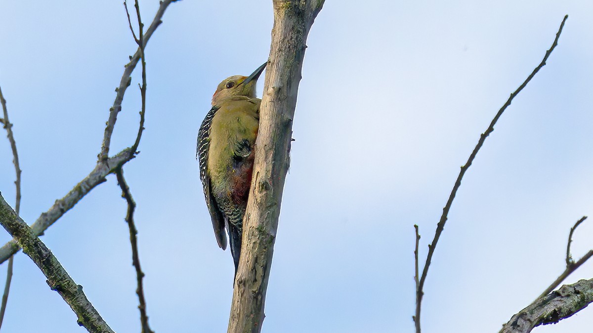 Golden-fronted Woodpecker - ML551775341