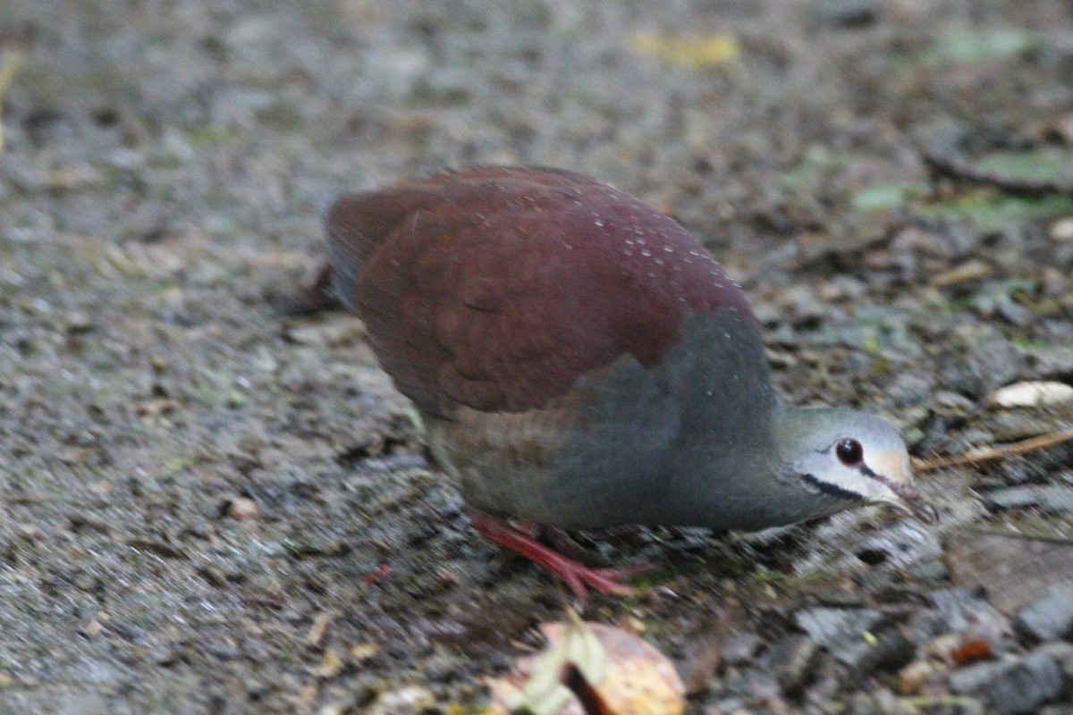 Buff-fronted Quail-Dove - ML551780381