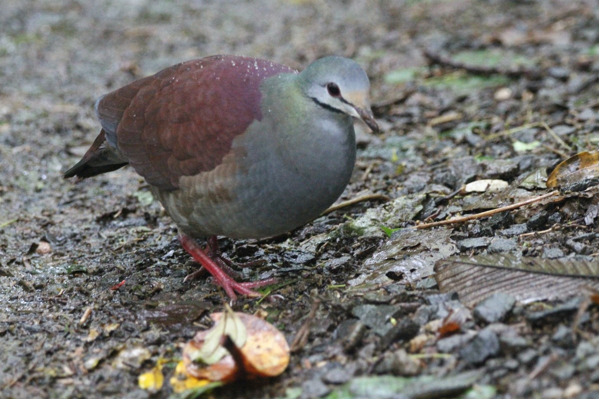 Buff-fronted Quail-Dove - ML551780391