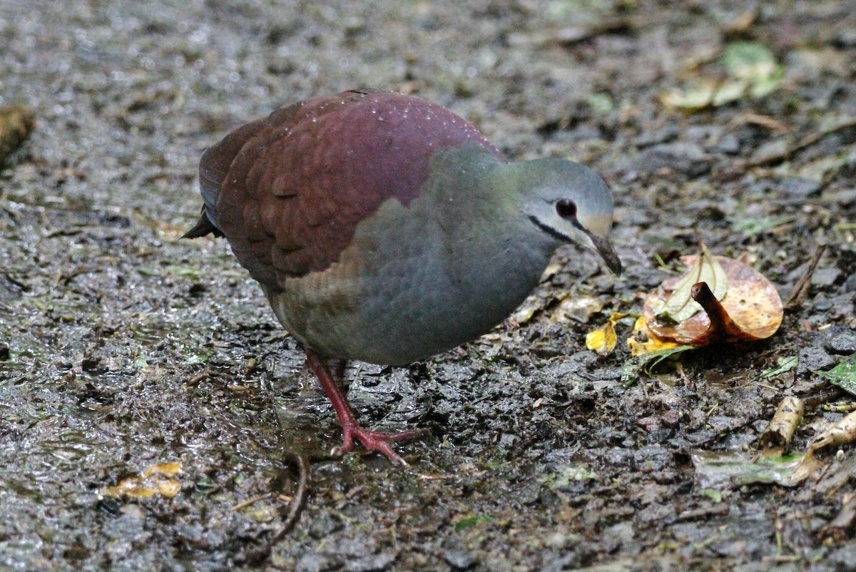 Buff-fronted Quail-Dove - ML551780401