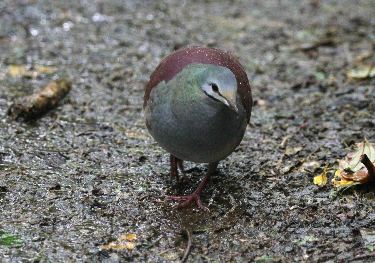 Buff-fronted Quail-Dove - ML551780411