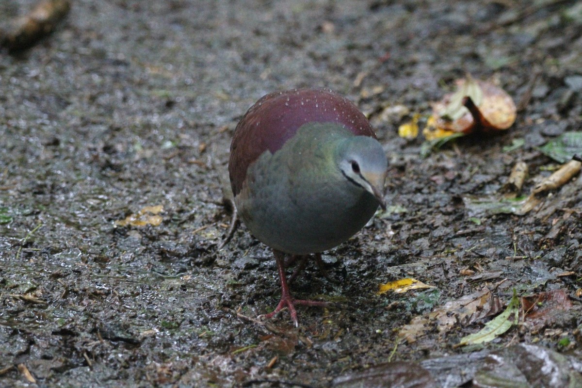 Buff-fronted Quail-Dove - ML551780421