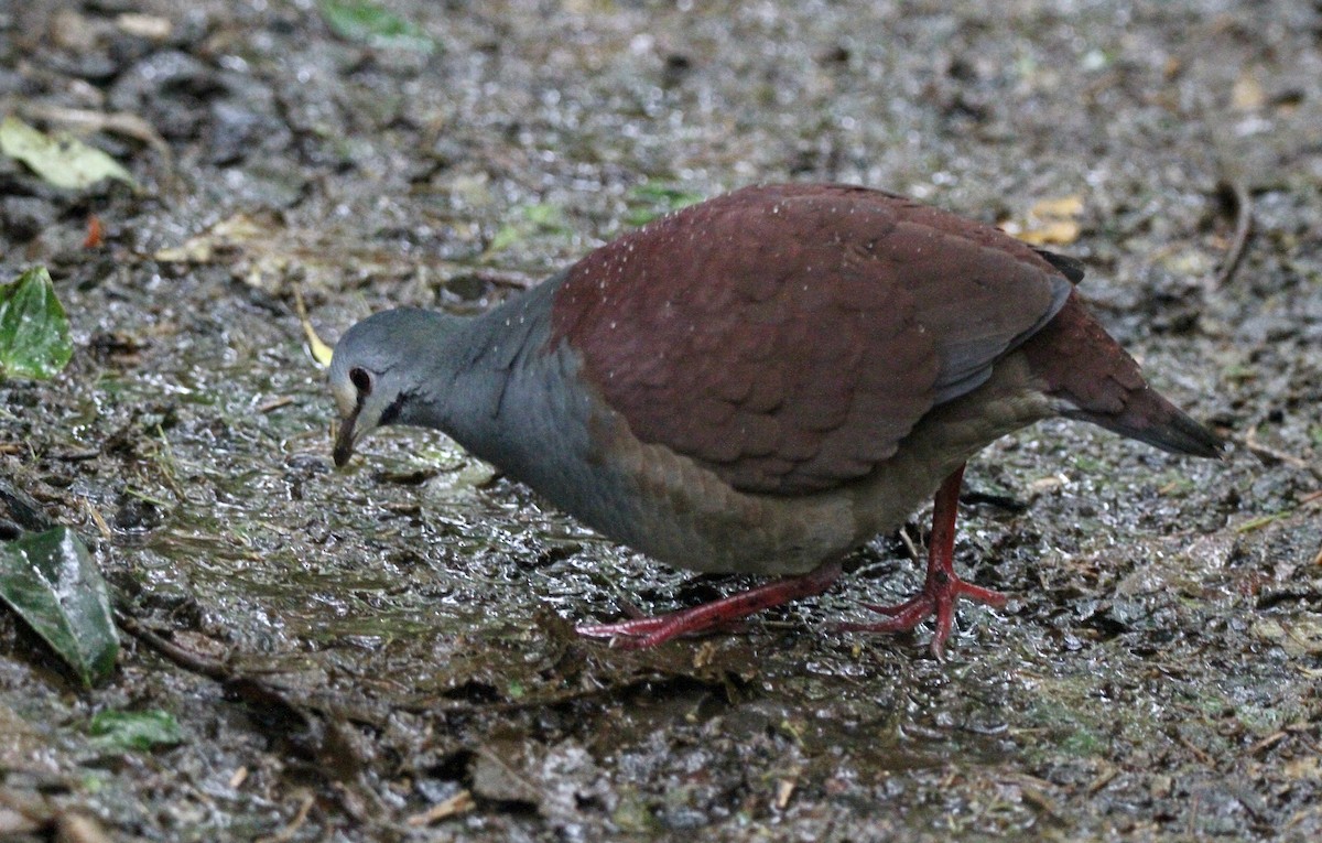 Buff-fronted Quail-Dove - ML551780431