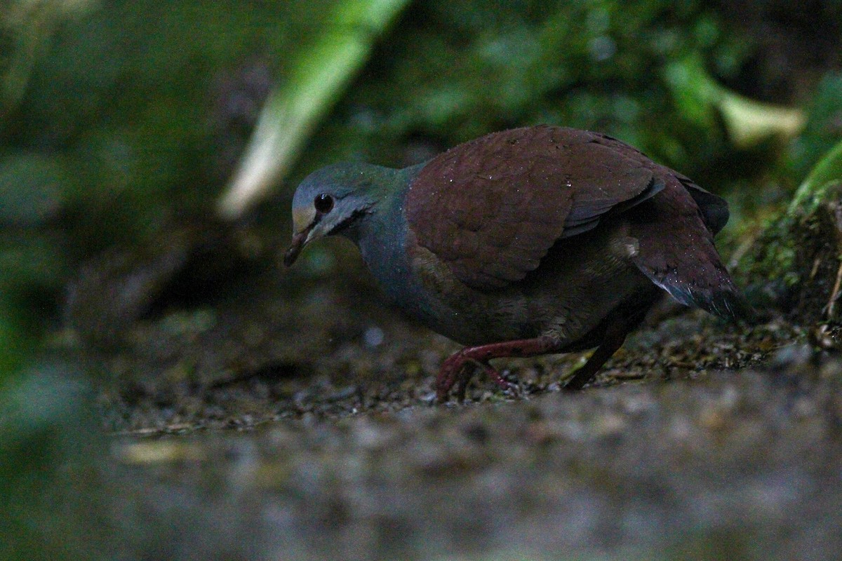 Buff-fronted Quail-Dove - ML551780451