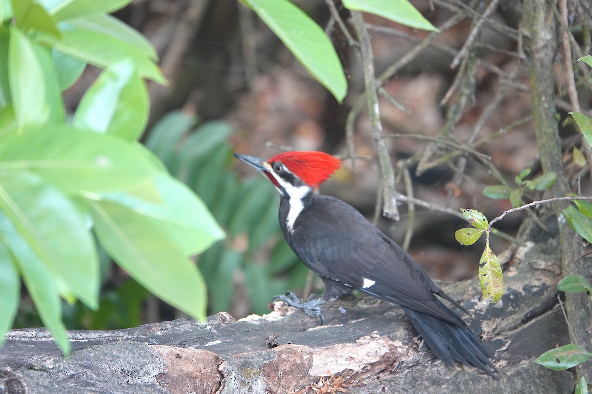 Pileated Woodpecker - Kathryn Kay