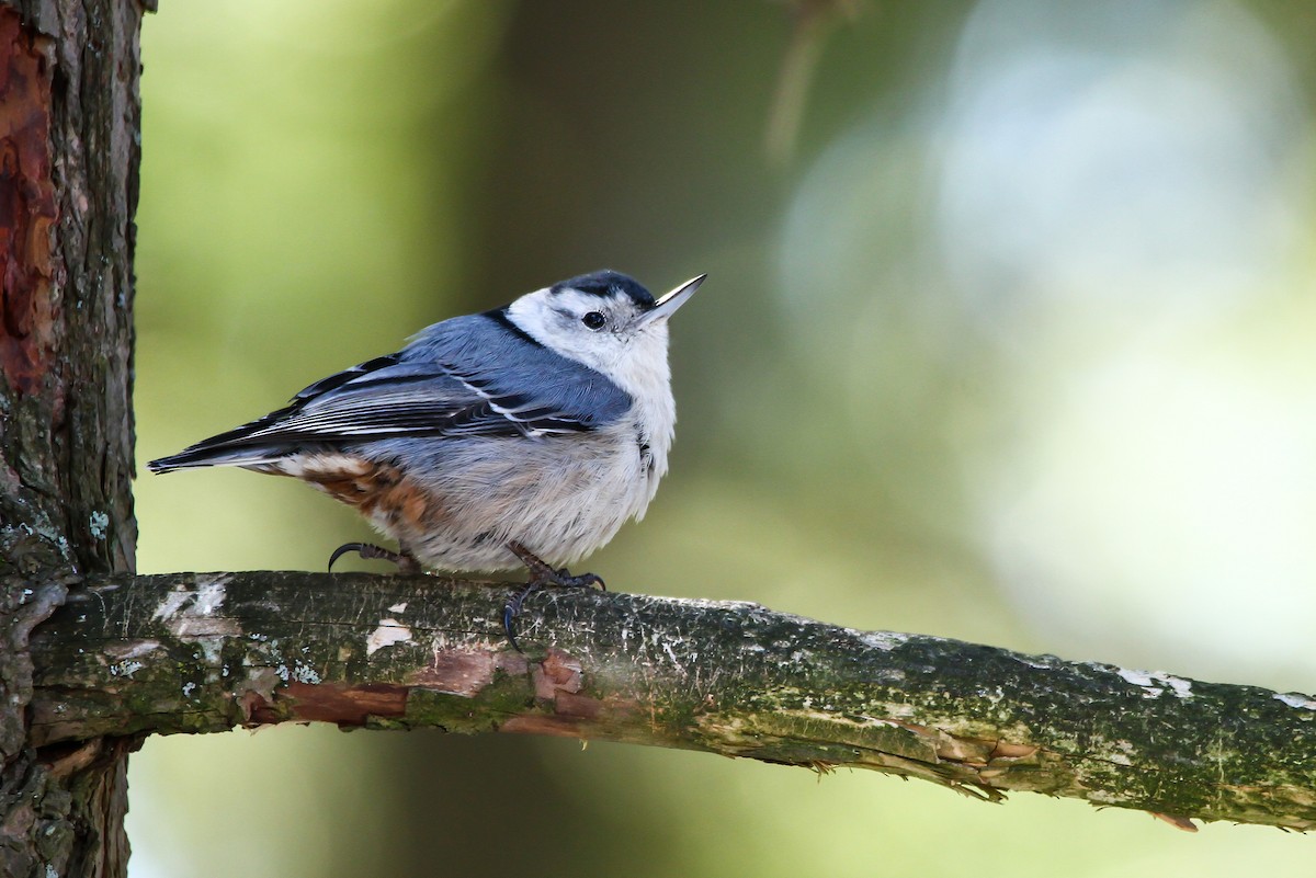 White-breasted Nuthatch - ML551782861
