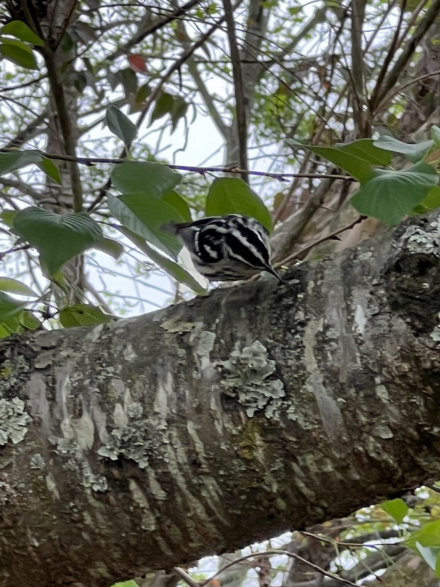 Black-and-white Warbler - ML551784331