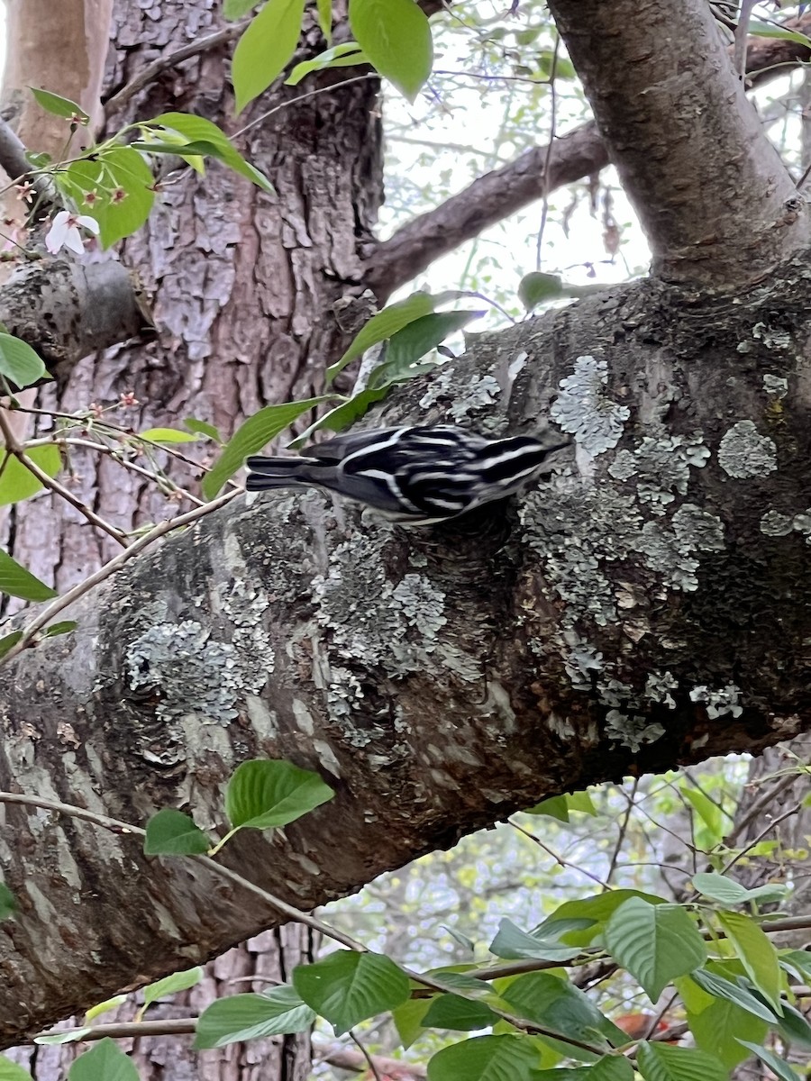 Black-and-white Warbler - ML551784341