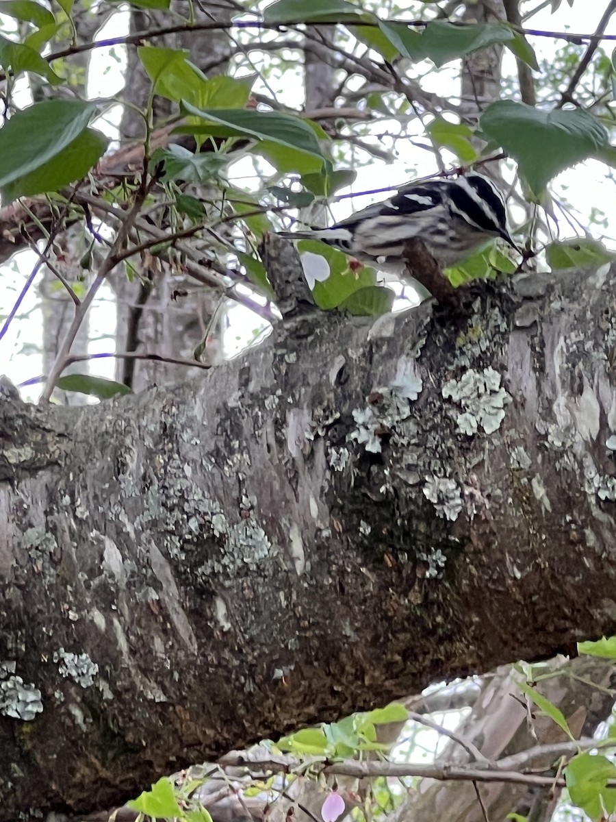 Black-and-white Warbler - ML551784351