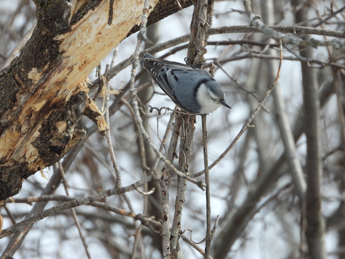 White-breasted Nuthatch - ML551784961