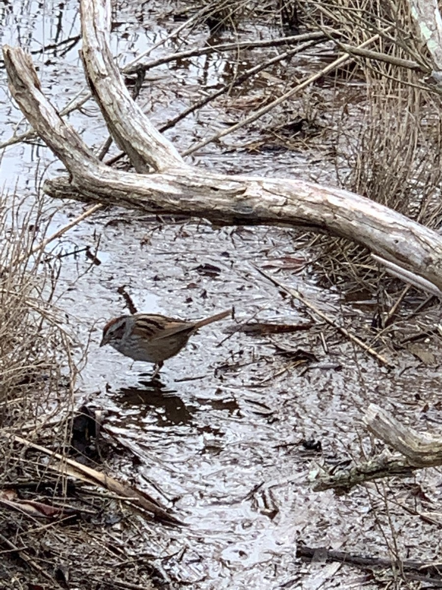 Swamp Sparrow - ML551785571