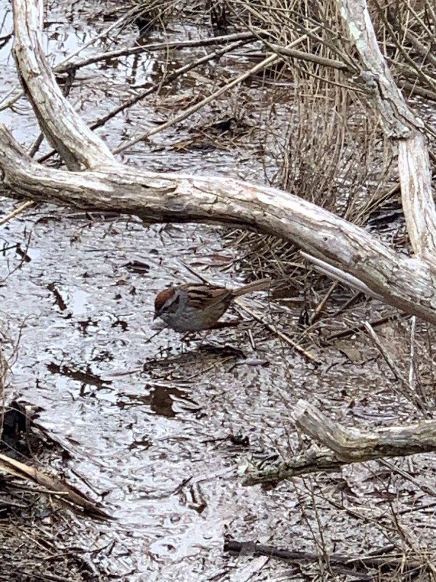 Swamp Sparrow - ML551785581