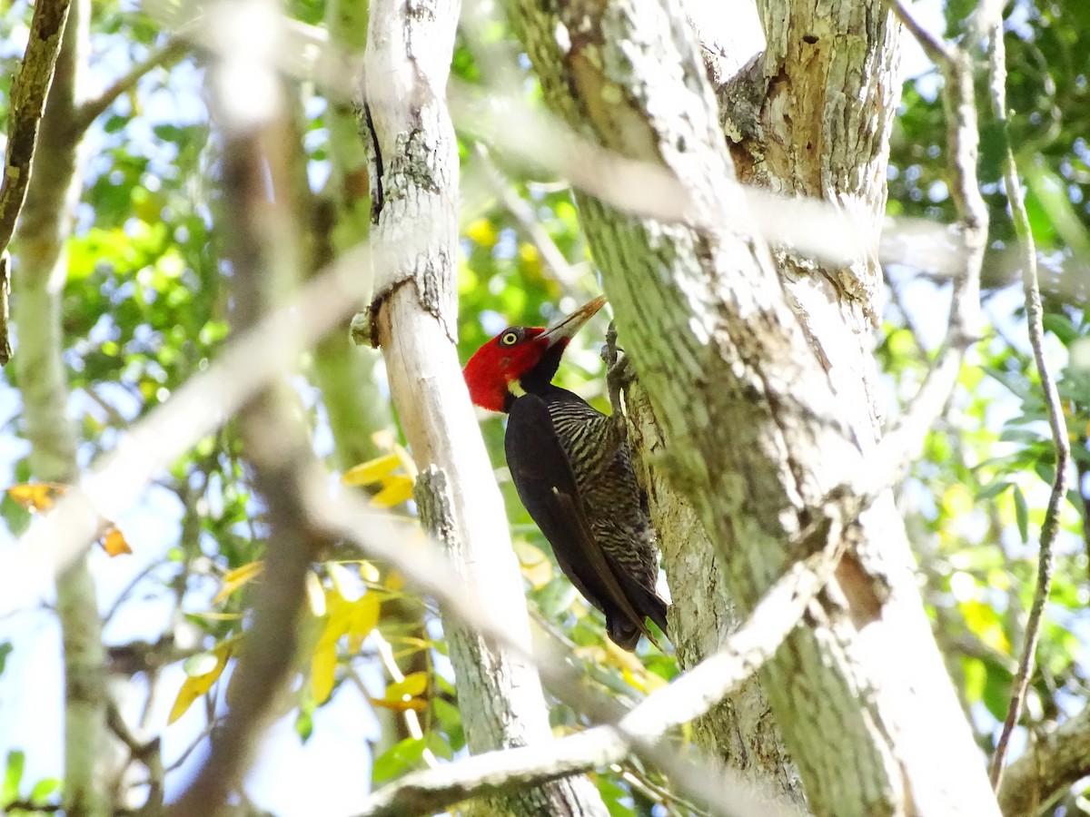 Pale-billed Woodpecker - ML551786181