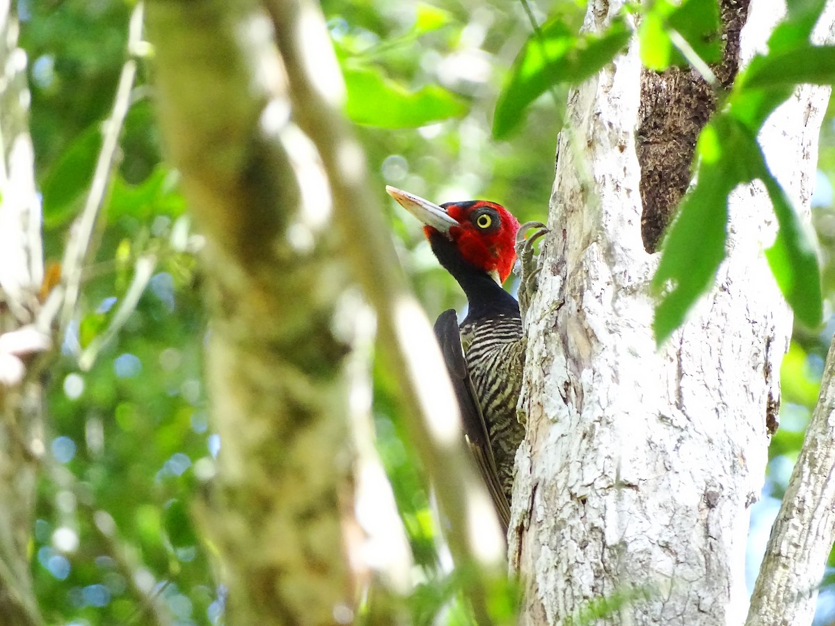 Pale-billed Woodpecker - ML551786191