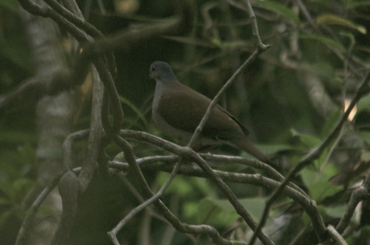 Gray-headed Dove (Brown-backed) - Jan Cubilla