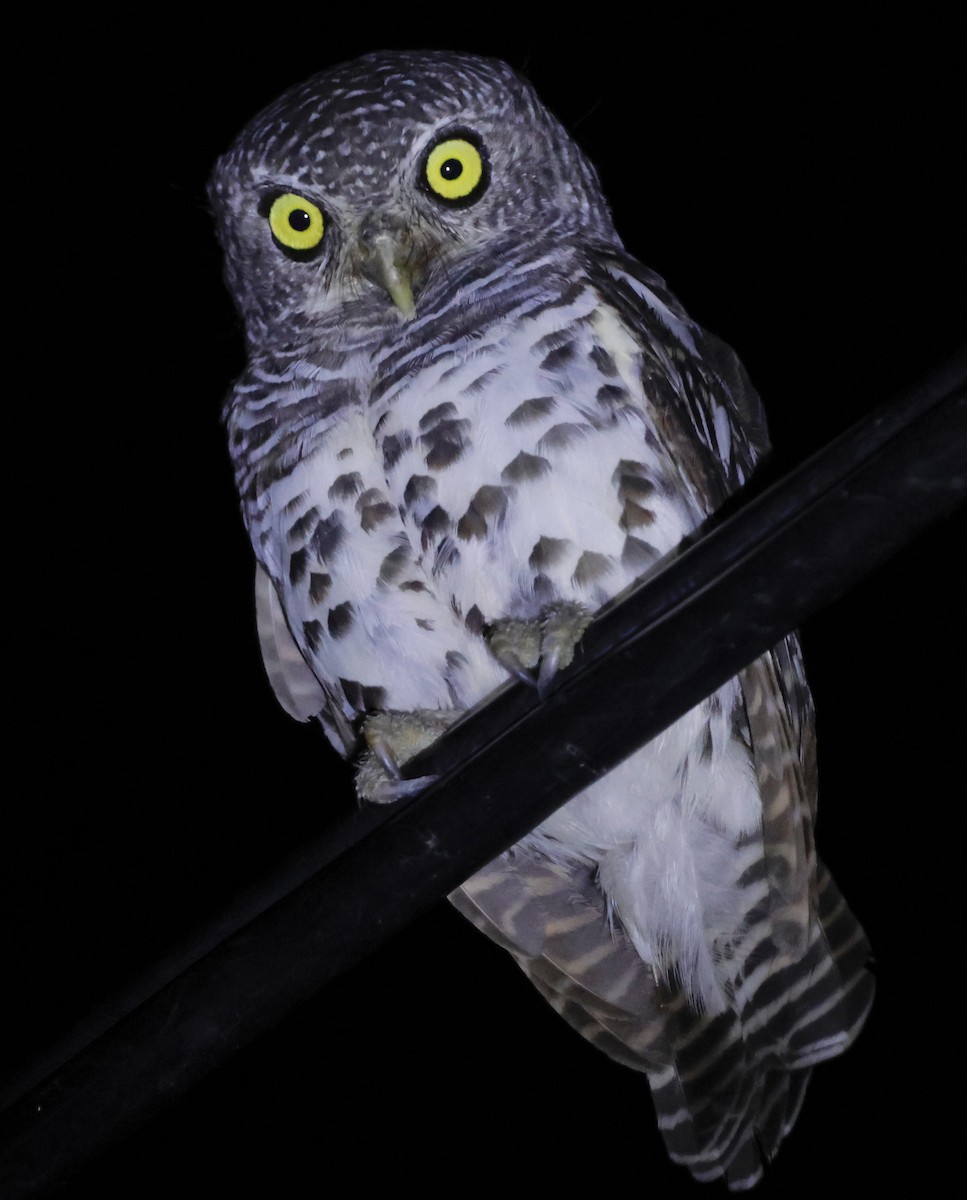 African Barred Owlet - ML551786951