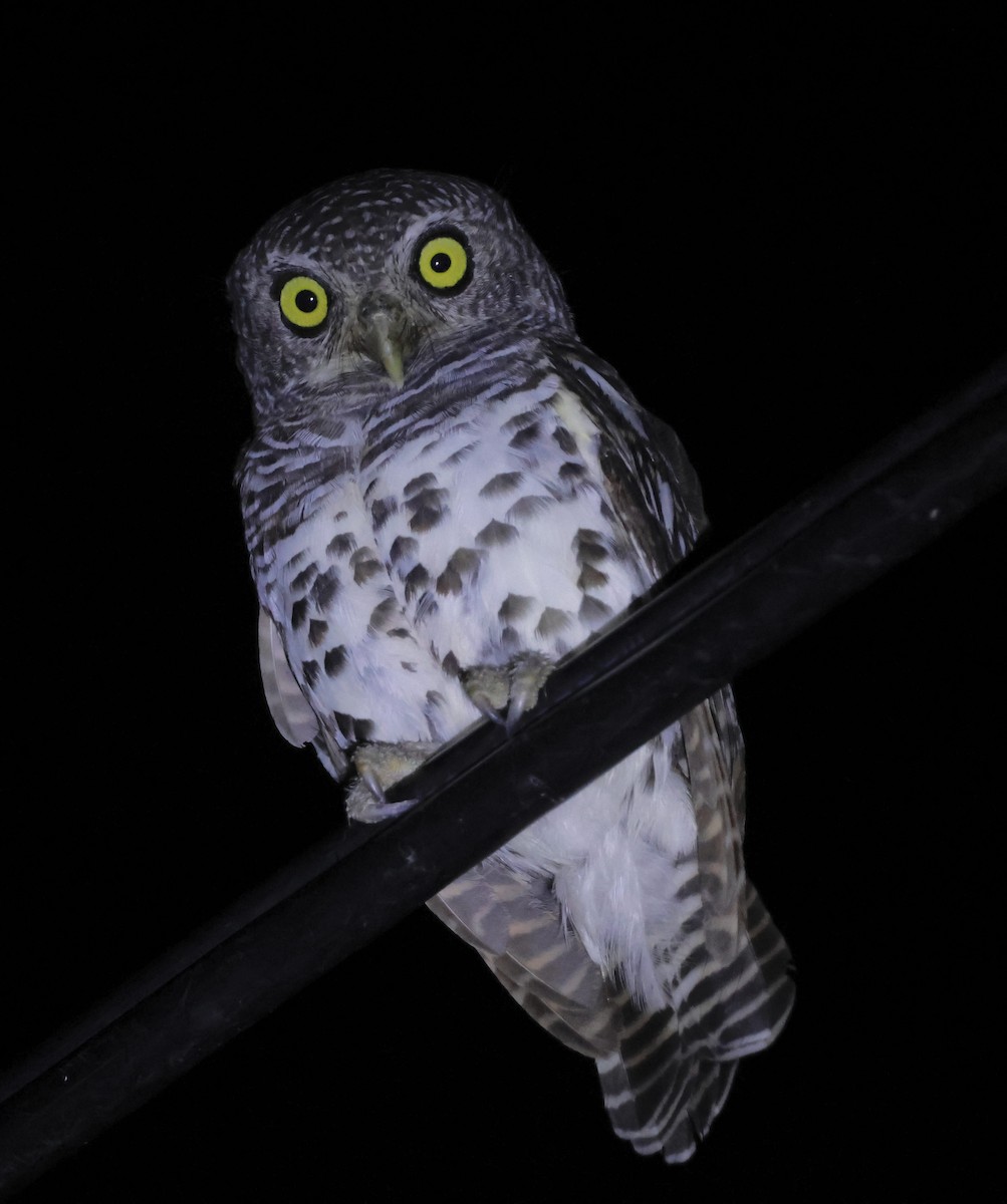 African Barred Owlet - ML551786961