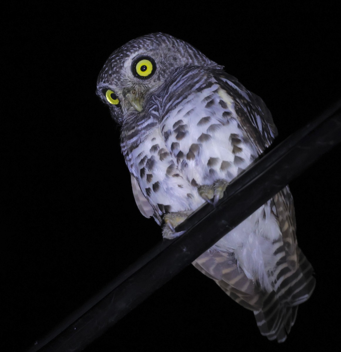 African Barred Owlet - ML551786971