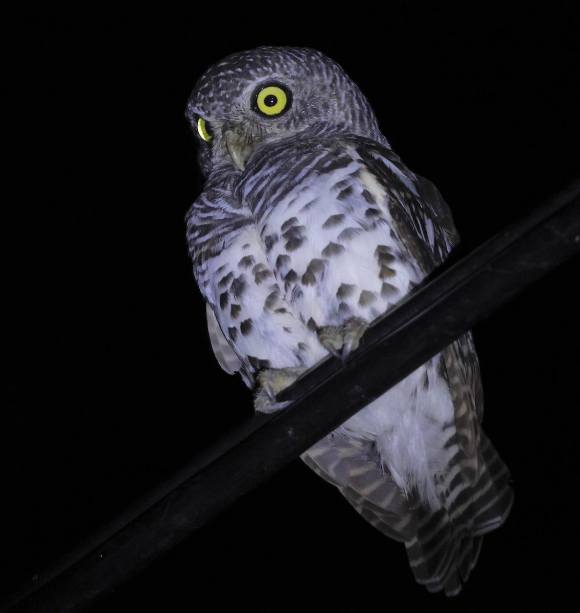 African Barred Owlet - ML551786991