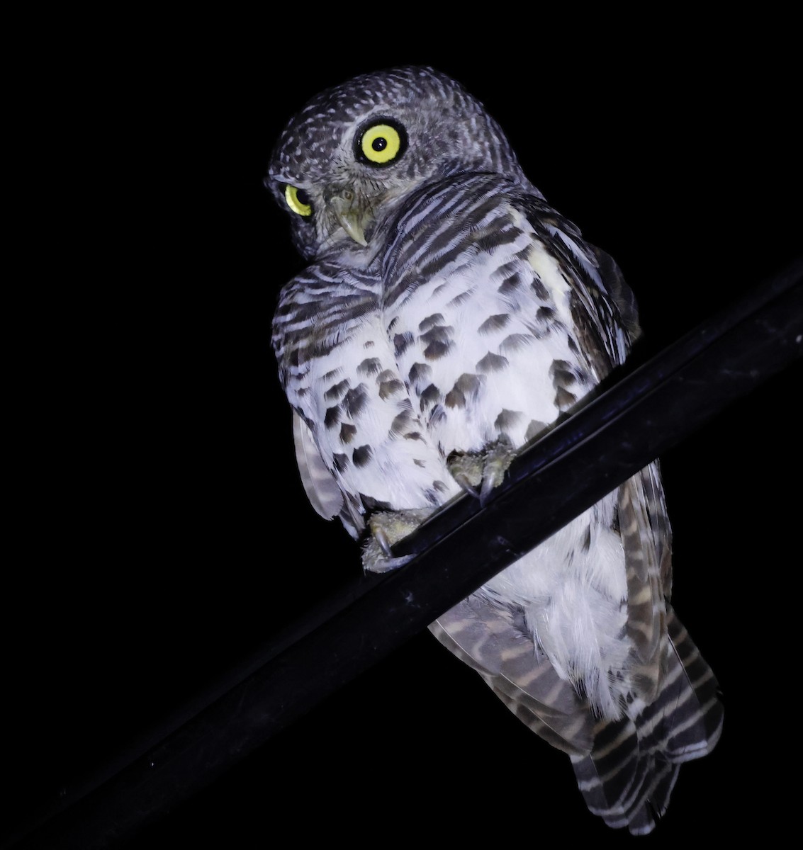 African Barred Owlet - ML551787001
