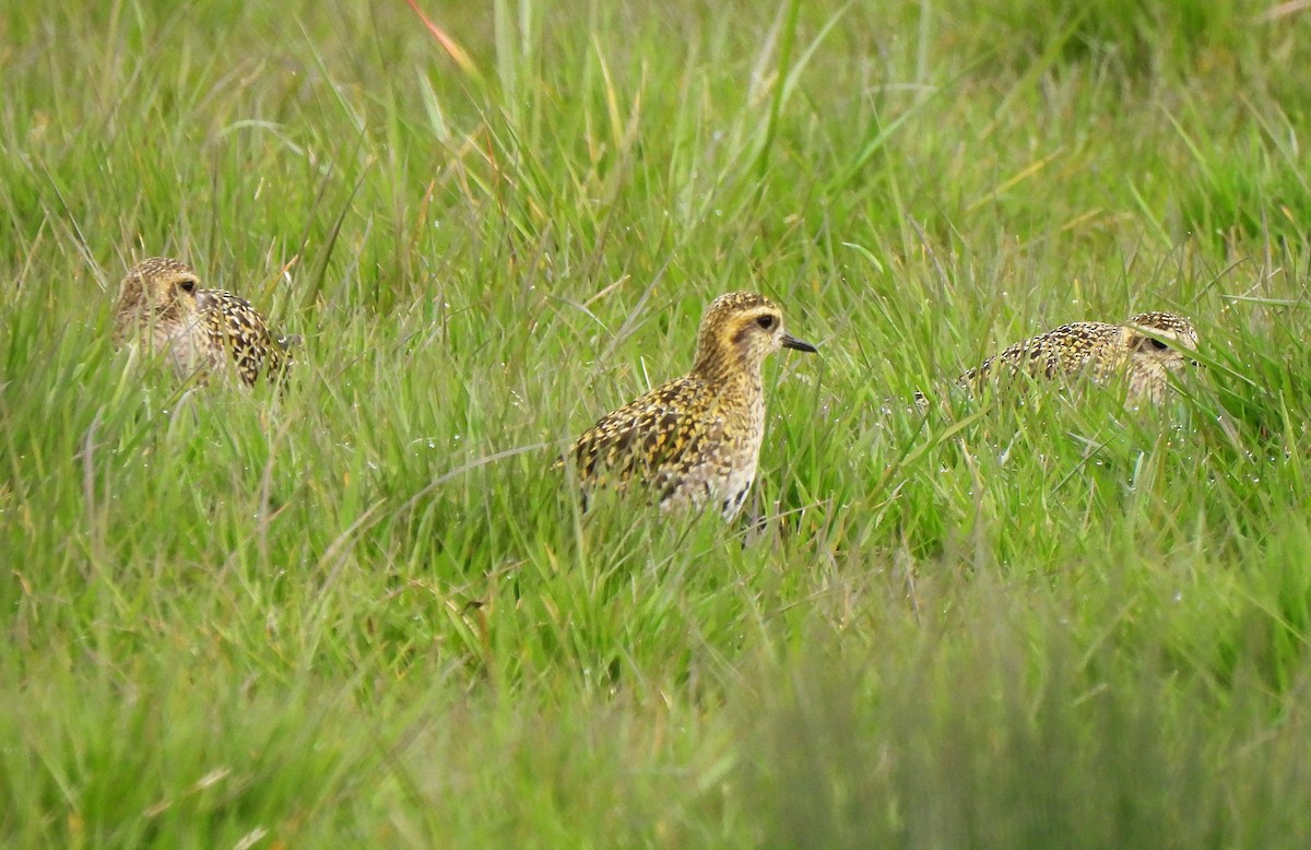 Pacific Golden-Plover - Sarah Hobart