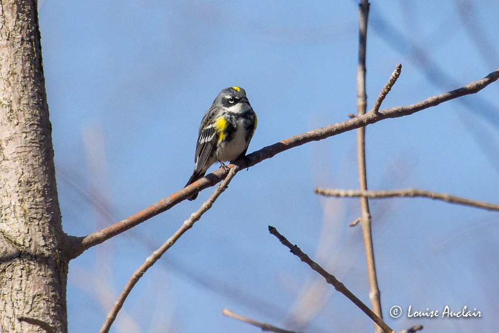 Yellow-rumped Warbler - Louise Auclair