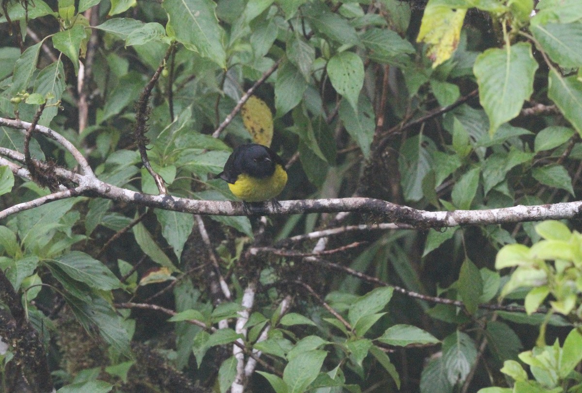 Black-and-yellow Silky-flycatcher - Kendall Watkins