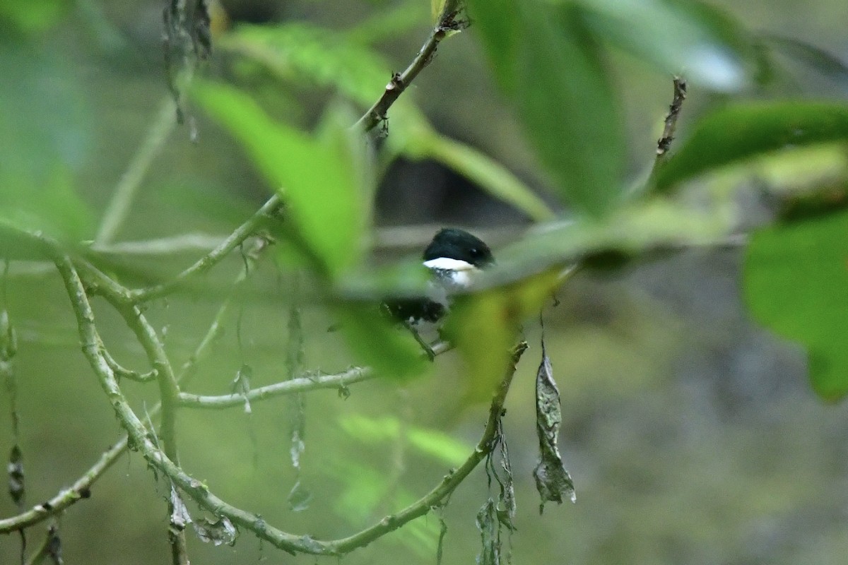 Green Kingfisher - ML551803511
