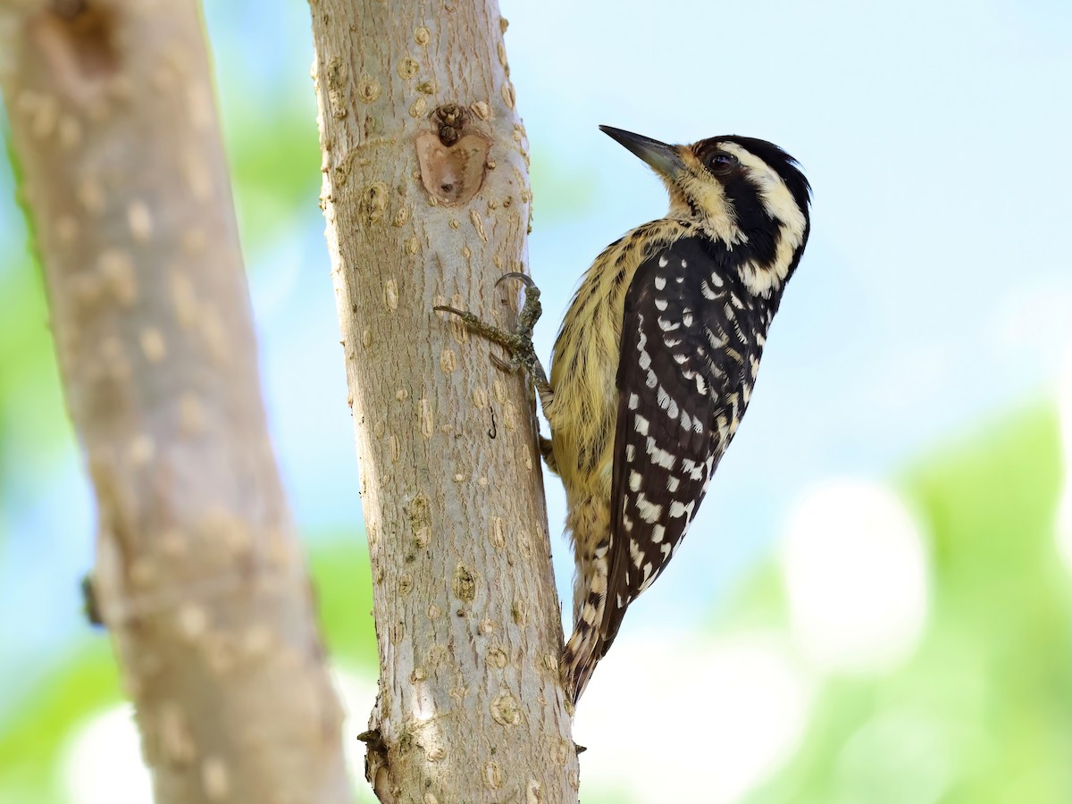 Philippine Pygmy Woodpecker - ML551804931