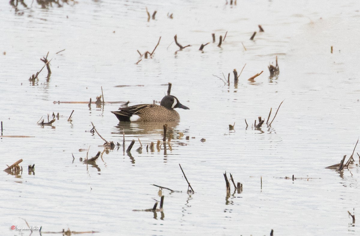 Blue-winged Teal - ML55180761