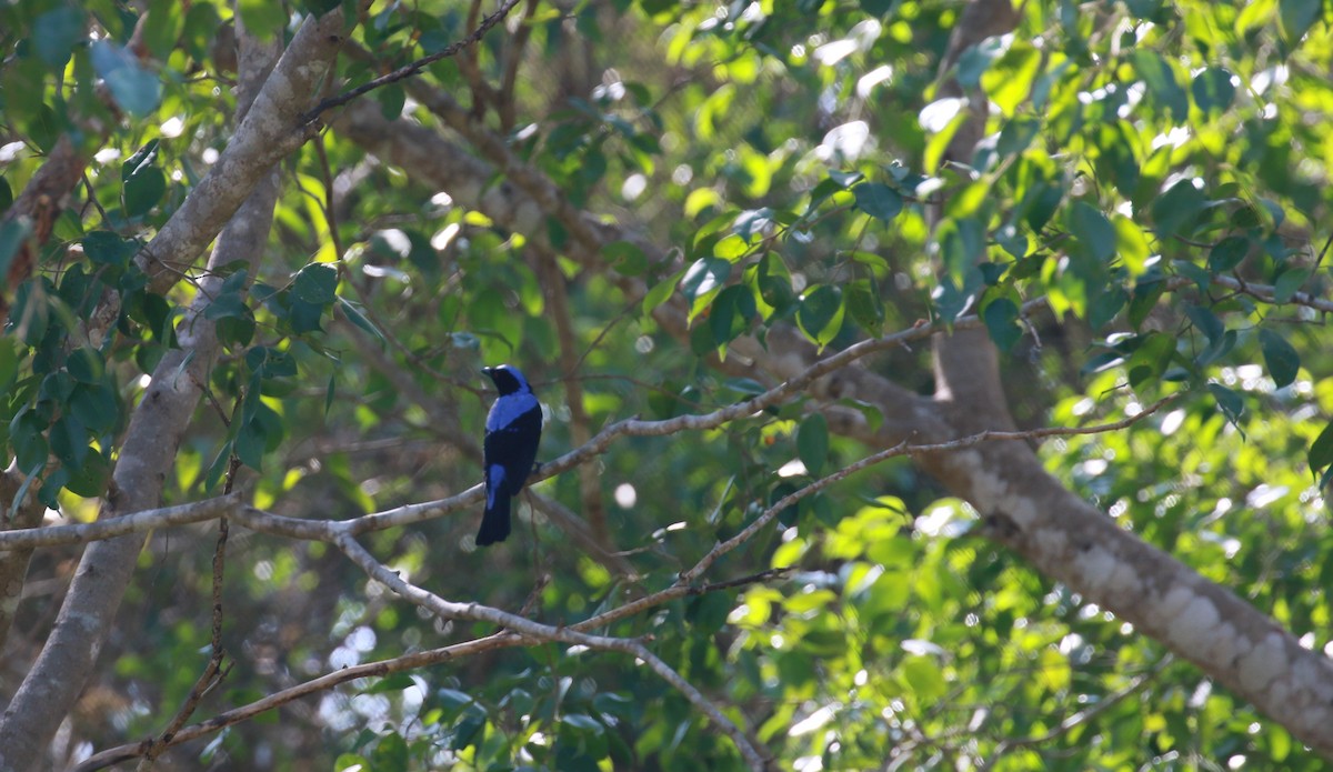 Asian Fairy-bluebird - ML551810821
