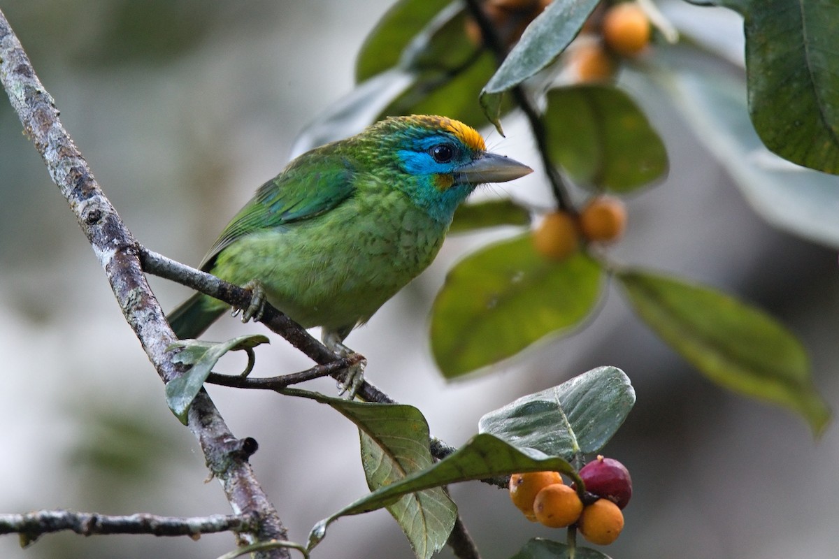 Yellow-fronted Barbet - ML551813041
