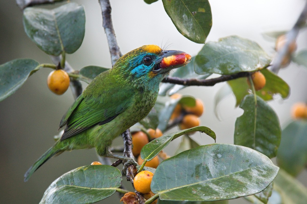 Yellow-fronted Barbet - ML551813051