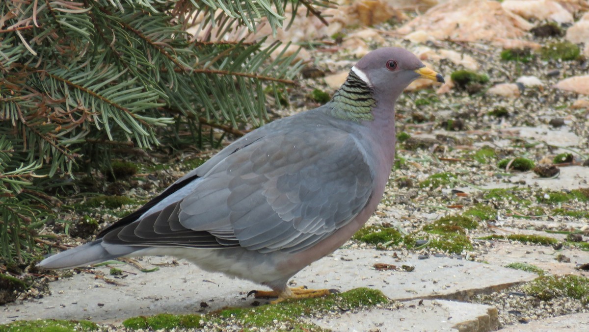 Band-tailed Pigeon - Ben Bright