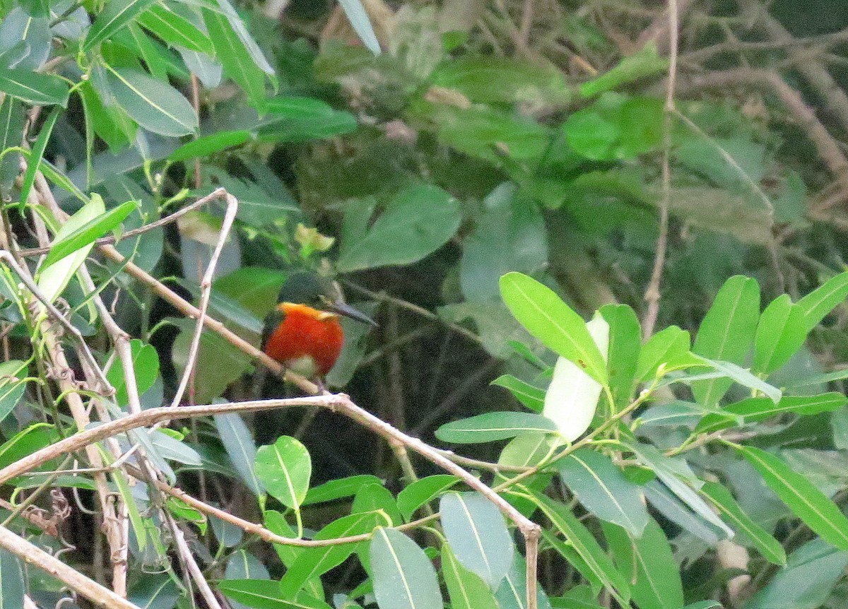 American Pygmy Kingfisher - Bob Curry