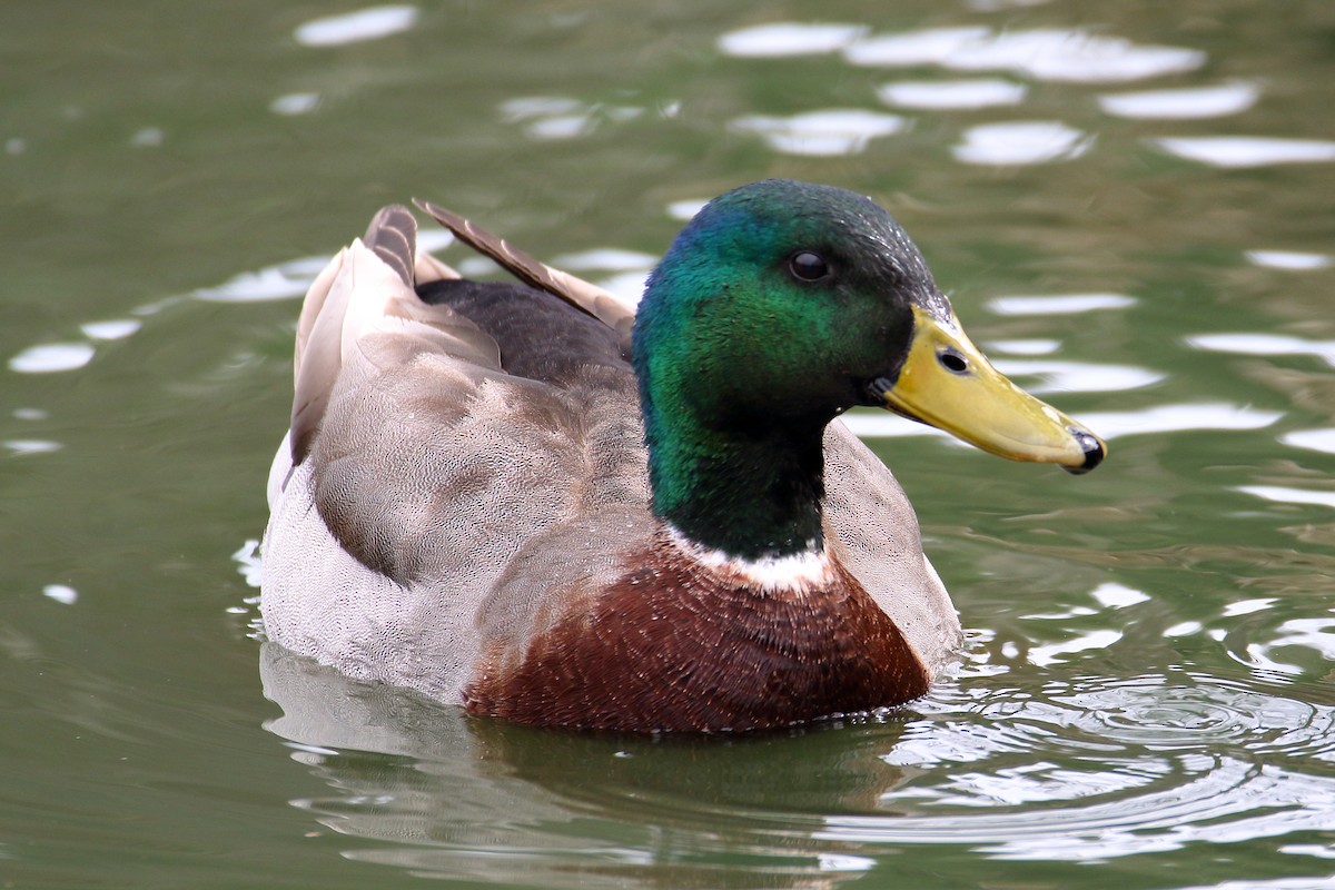 eBird Checklist 31 Mar 2023 Bynum Run Park 3 species (+1 other taxa)