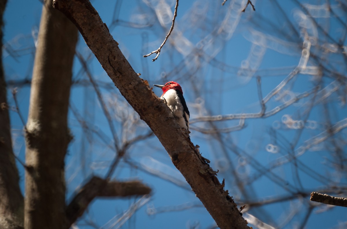 Red-headed Woodpecker - ML55182041