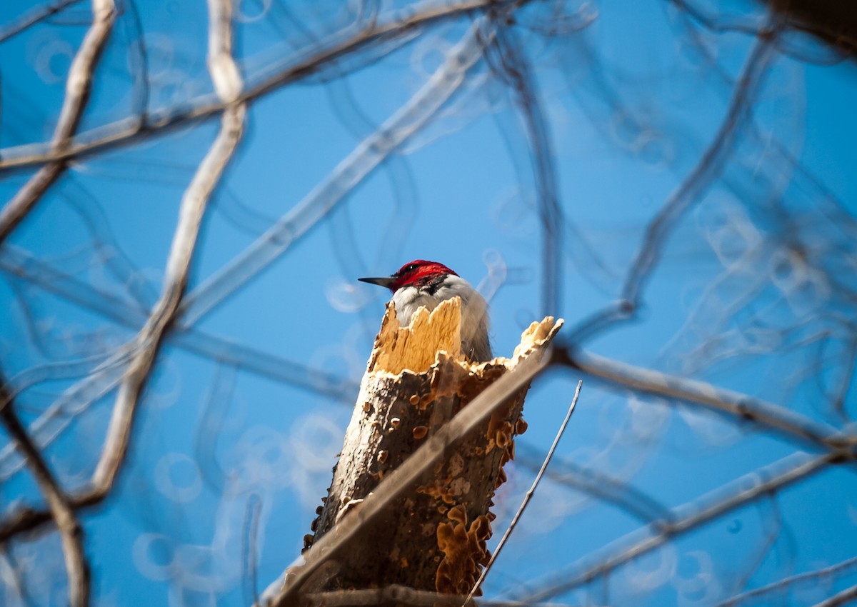 Red-headed Woodpecker - ML55182061
