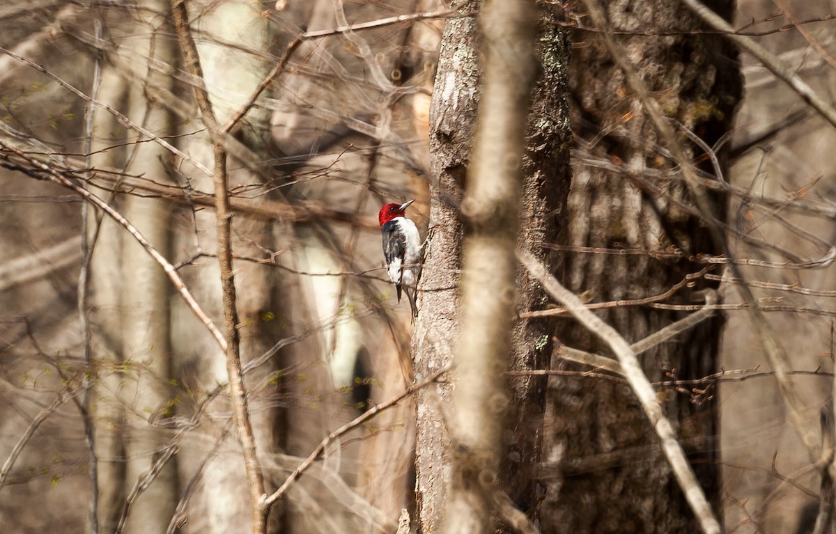 Red-headed Woodpecker - ML55182071