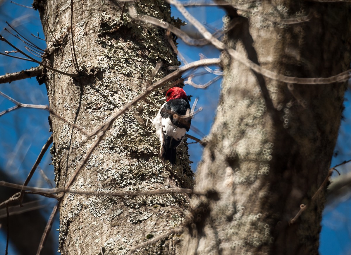 Red-headed Woodpecker - ML55182101