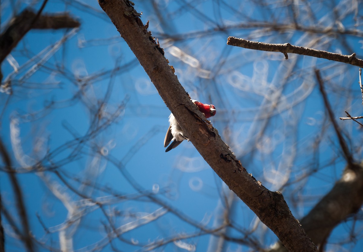 Red-headed Woodpecker - ML55182111