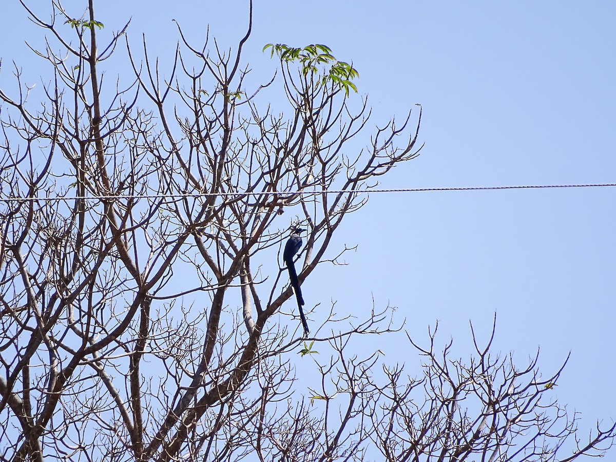 Black-throated Magpie-Jay - ML551822001