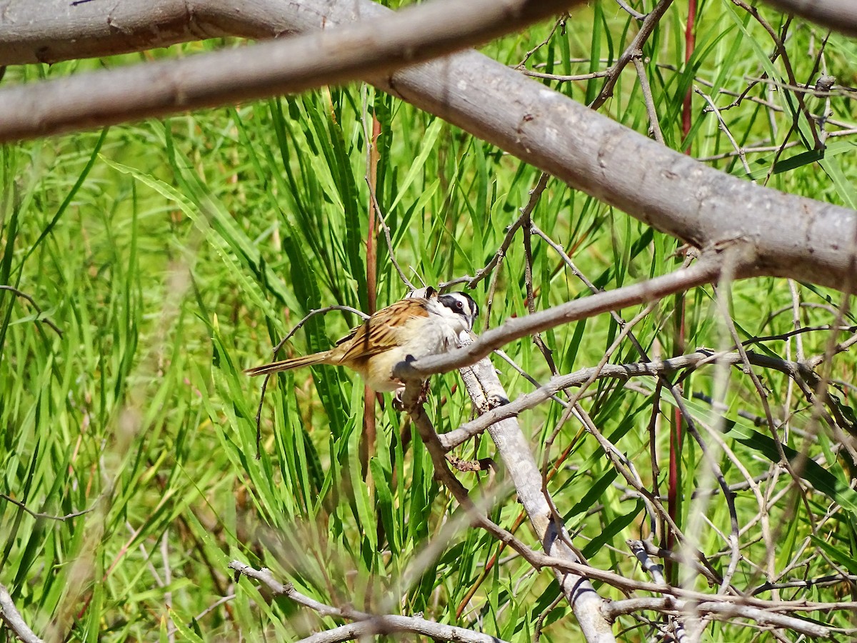 Stripe-headed Sparrow - ML551822511