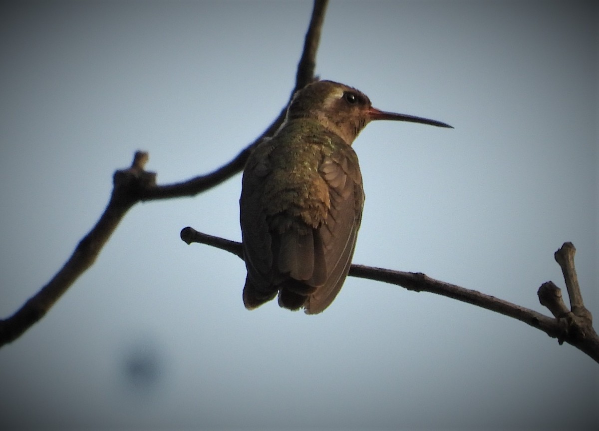 Dusky Hummingbird - ML551823631