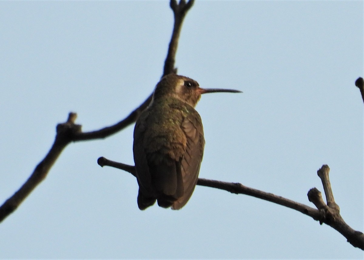 Dusky Hummingbird - ML551823761