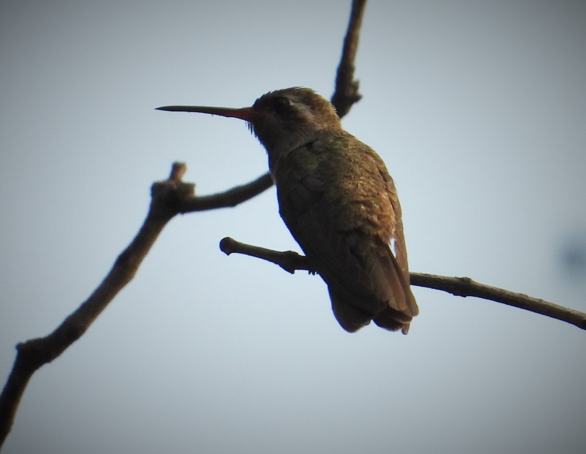kolibřík temnobřichý - ML551823801