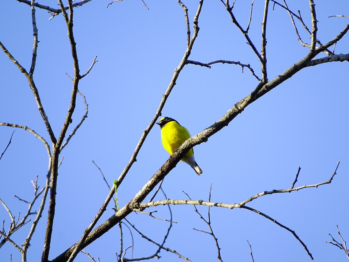 West Mexican Euphonia - ML551826251