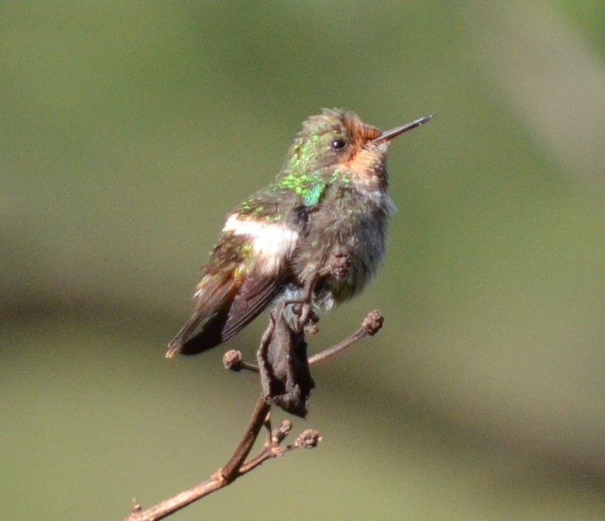 Frilled Coquette - ML551826491