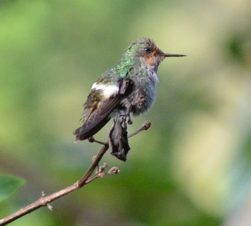 Frilled Coquette - ML551826501